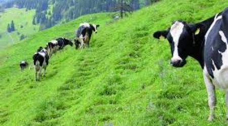 Στην Ελβετία η διατροφή των ζώων γίνεται κυρίως με βόσκηση